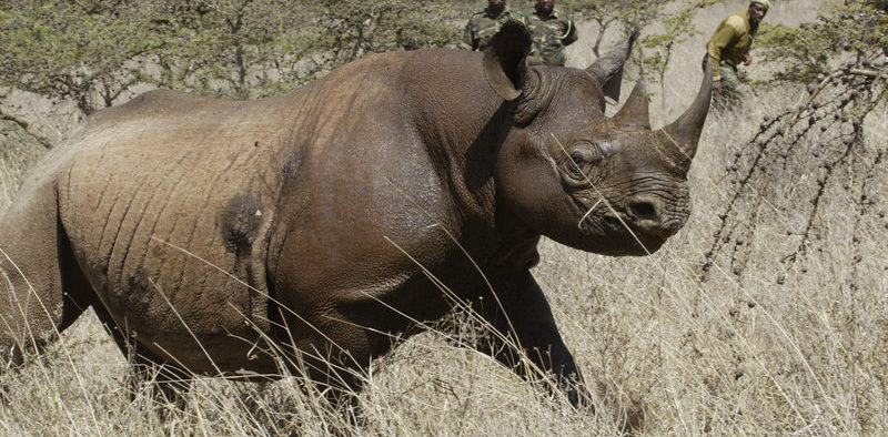 Critically Endangered Black Rhinos Die After Transportation To Kenya National Park
