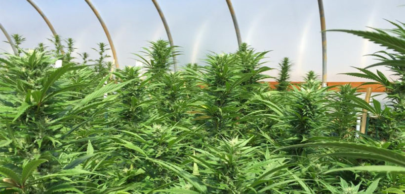 African American Entrepreneurs Tap into Burgeoning Cannabis Business