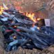 Indonesian authorities burn carcasses of hundreds of crocodiles
