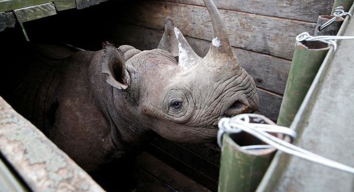 Kenya launches investigation into rhino deaths