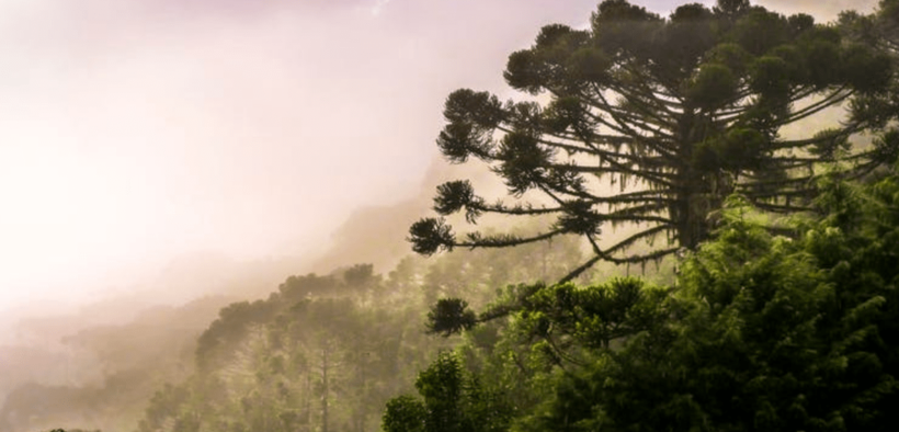 Climate Breakdown Is Pushing Brazil’s Iconic Araucaria Tree to Extinction, New Research Finds